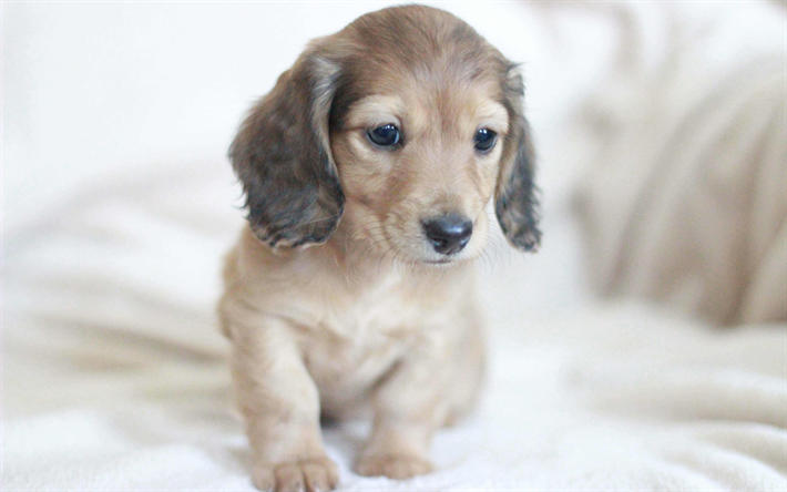 Cream Miniature Dachshunds, 4k, dogs, puppy, cute animals, dachshund