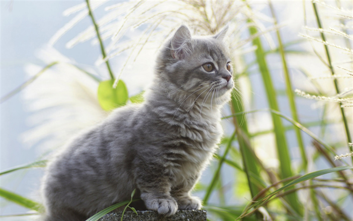 small gray kitten, domestic cats, cute animals, cats