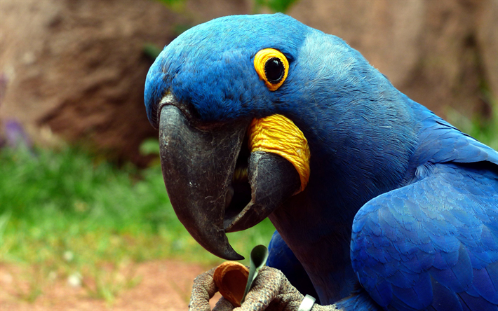 Hyacinth macaw, blue parrot, beautiful blue bird, 4k, macaw, Anodorhynchus hyacinthinus