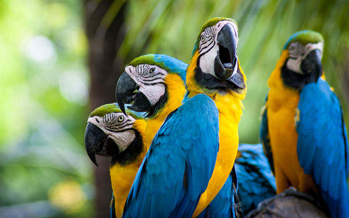 Sininen-keltainen ara, trooppisia lintuja, papukaijat, 4k, kauniita lintuja