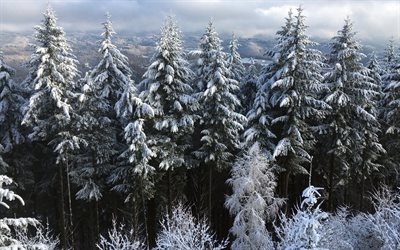 paisagem de inverno, neve, floresta, vale da montanha, &#225;rvores