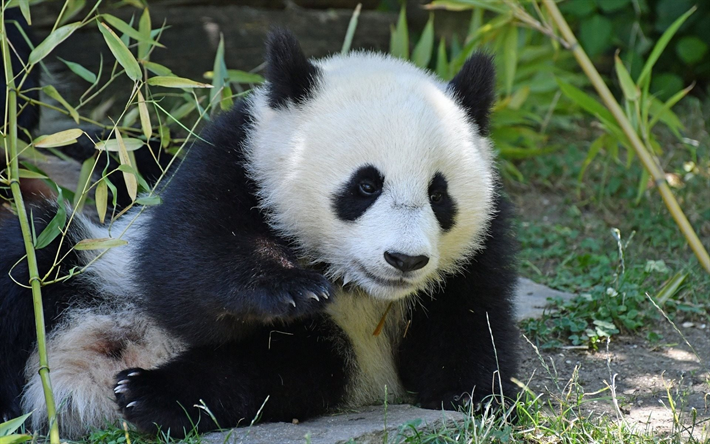 ダウンロード画像 かわいいパンダ 動物園 熊 面白い動物 パンダ かわいい動物たち フリー のピクチャを無料デスクトップの壁紙