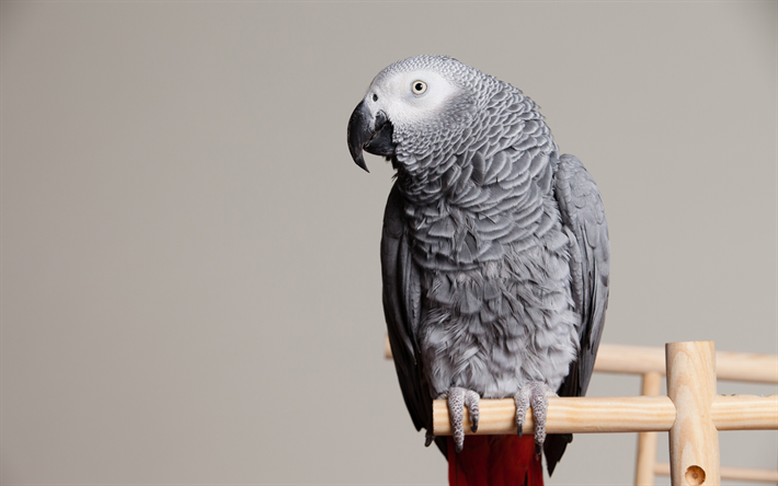 Perroquet Gris d&#39;afrique, du Monde Vieux perroquet, gris bel oiseau, perroquet, Psittacus erithacus
