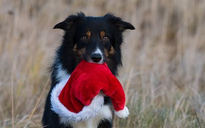 Border Collie, black dog, New Year, Christmas, 2018, year of dog, pets