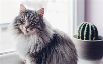 Gatto siberiano, grigio birichino gatto, gatto domestico, cactus, il davanzale della finestra, gatto