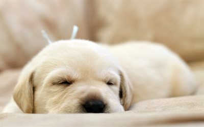 ゴールデンレトリーバー, 4k, 子犬, 寝ラブラドール, ペット, かわいい動物たち, 犬, ラブラドール, かわいい犬