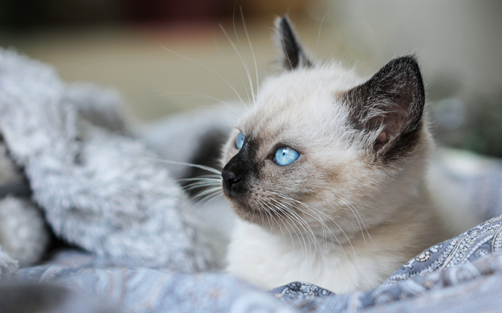Ragdoll, 4k, chat mignon, animaux de compagnie, museau, des animaux mignons, des yeux bleus, des chats, Chat de Ragdoll