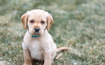 Golden retriever, small puppy, Labrador Retriever, cute animals, small dogs