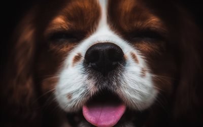 Cavalier King Charles Spaniel, lindo perro, retrato, mascotas, perros