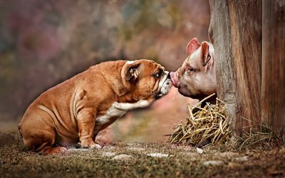 dog vs pig, 2018 vs 2019, funny animals, pets, Chinese calendar characters, dog, pig, English Bulldog