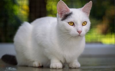 white cat, pets, angora cat, green eyes, cats