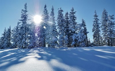 winter landscape, snow, trees, sun, mountains, snow-covered trees