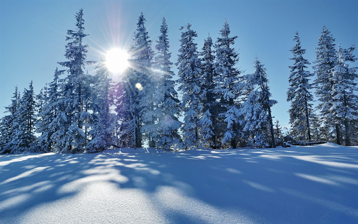 paisagem de inverno, neve, &#225;rvores, sol, montanhas, cobertos de neve, &#225;rvores de