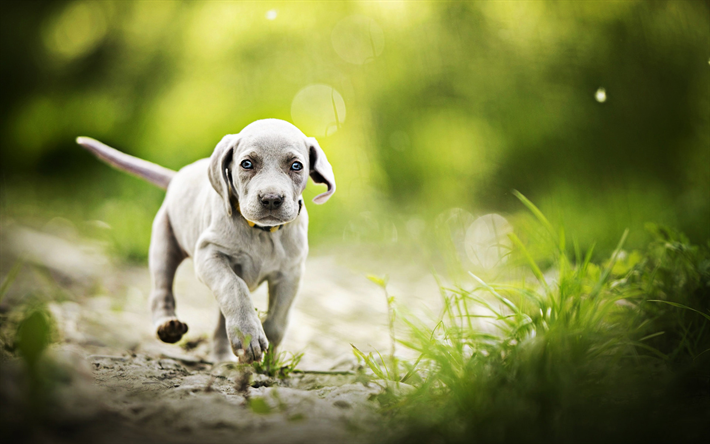Piccolo Weimaraner, cane a fare una passeggiata, cucciolo, animali domestici, grigio, cane, carino animali, cani, Weimaraner
