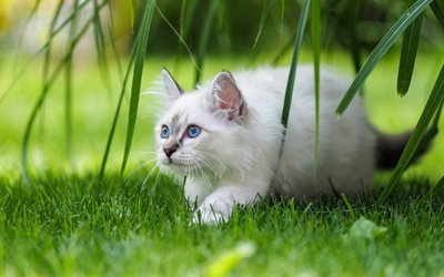 Gato birman&#234;s, branco fofo gato, olhos azuis, animais fofos, animais de estima&#231;&#227;o, gatos