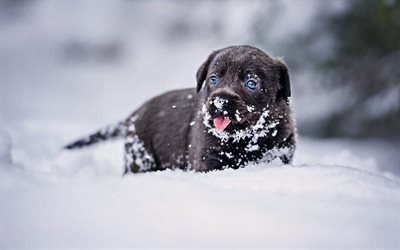 black labrador, winter, snowdrifts, retriever, pets, puppy with blue eyes, black dog, small labrador, cute animals, black retriever, labradors