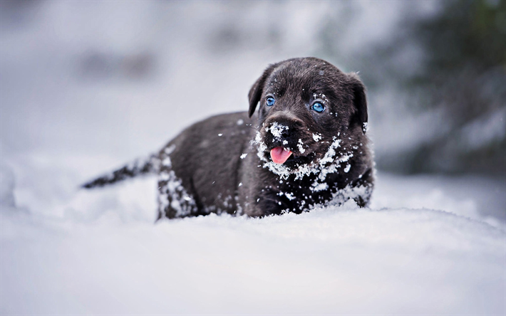 黒ラブラドール, 冬, snowdrifts, リー, ペット, 子犬には青い眼, 黒犬, 小さなラブラドール, かわいい動物たち, 黒リー, labradors