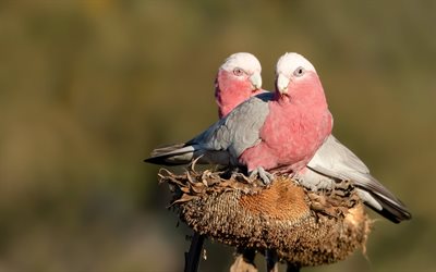 Galah, cacatua rosa e grigio, bellissimi uccelli rosa, cacatua rosa, pappagalli rosa
