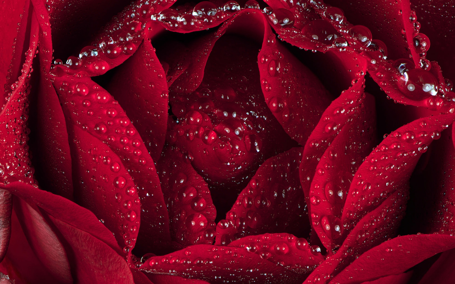 HD wallpaper red rose flower photo Flowers Roses Burgundy rose   Flower  Wallpaper Flare