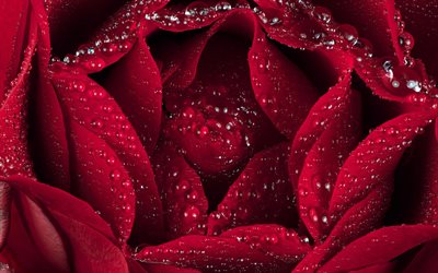 bocciolo di rosa rossa, gocce d&#39;acqua su petali di rosa, rosa bordeaux, fiore rosso, sfondo rosa