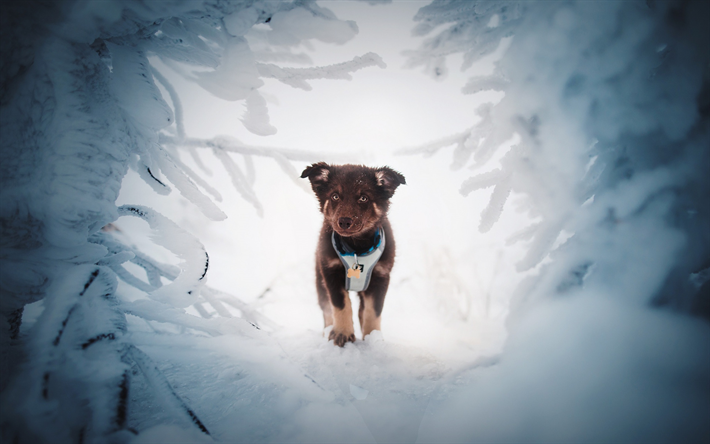 petite brune, chiot, hiver, neige, Berger allemand, chiens de petite taille, les animaux de compagnie