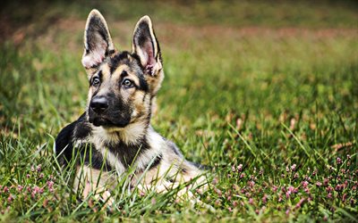 Small German Shepherd, puppy, lawn, pets, cute animals, bokeh, German Shepherd, dogs, German Shepherd Dog