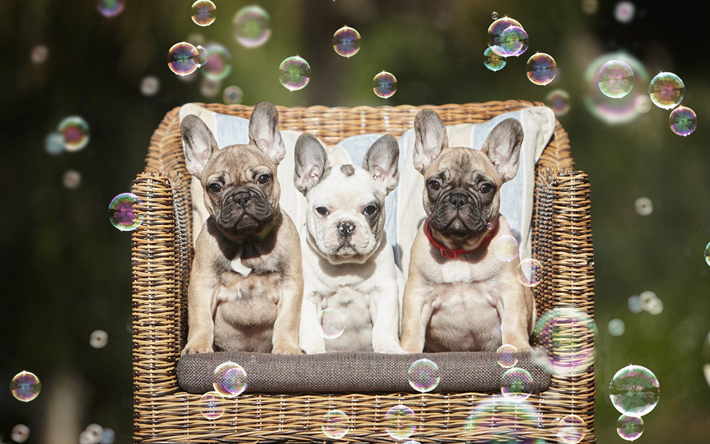 bulldog franc&#233;s, los perritos peque&#241;os, simp&#225;ticos animales, mascotas, perros, familia