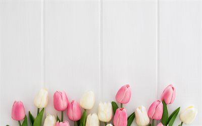 tulipas em um fundo branco, madeira de fundo branco, tulipas cor-de-rosa, quadros brancos, tulipas brancas, flores da primavera, tulipas