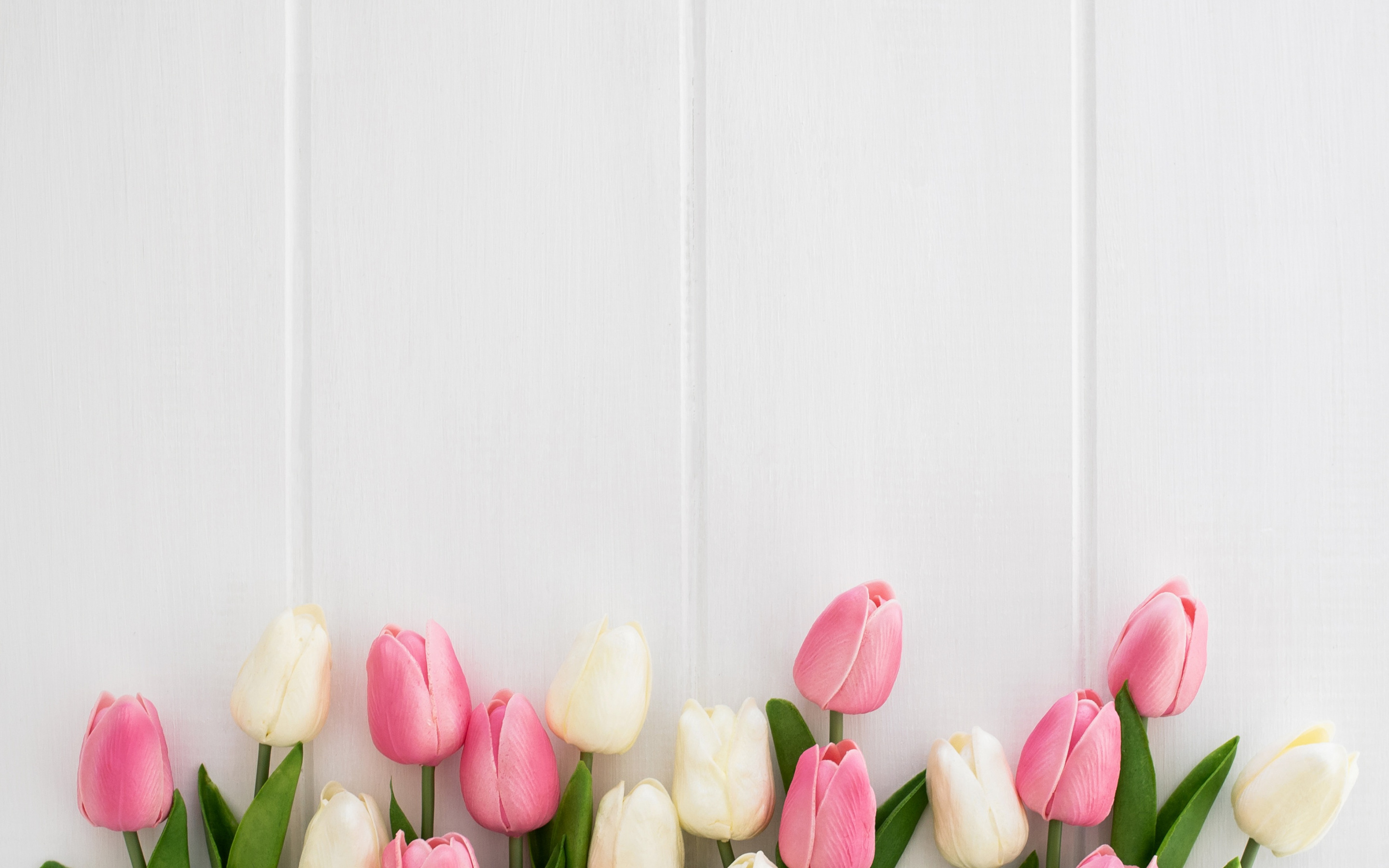 ダウンロード画像 チューリップ白 木白背景 ピンクのチューリップ ホワイトボード 春の花 チューリップ 画面の解像度 x1800 壁紙デスクトップ上