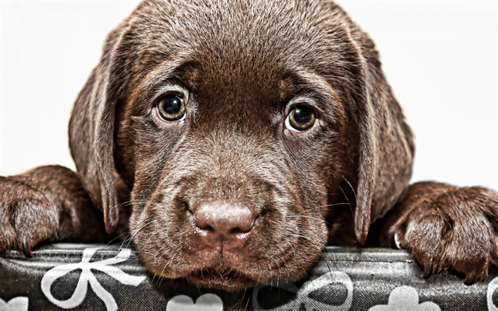 茶色のラブラドール, 子犬, ペット, 悲しい犬, 小labradorsペット, retrievers, かわいい動物たち, labradors