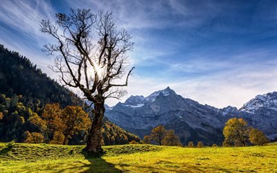 mountain landscape, tree, autumn, mountains, summer, Alps, Switzerland