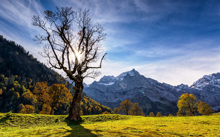 paesaggio di montagna, albero, autunno, montagne, estate, Alpi, Svizzera