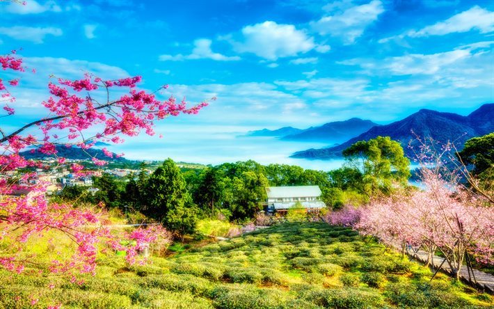 Taiwan, sakura, spring, cherry trees, HDR