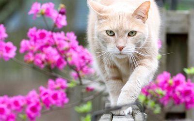 Cat, spring, fence, pets, beige cat, pink flowers