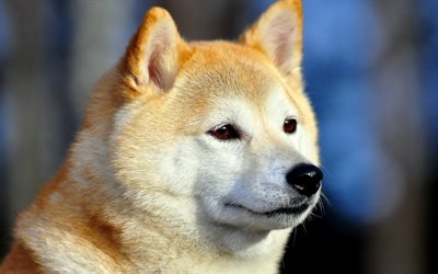 Akita Inu, muzzle, pets, dogs, close-up, cute animals, Akita Inu Dog