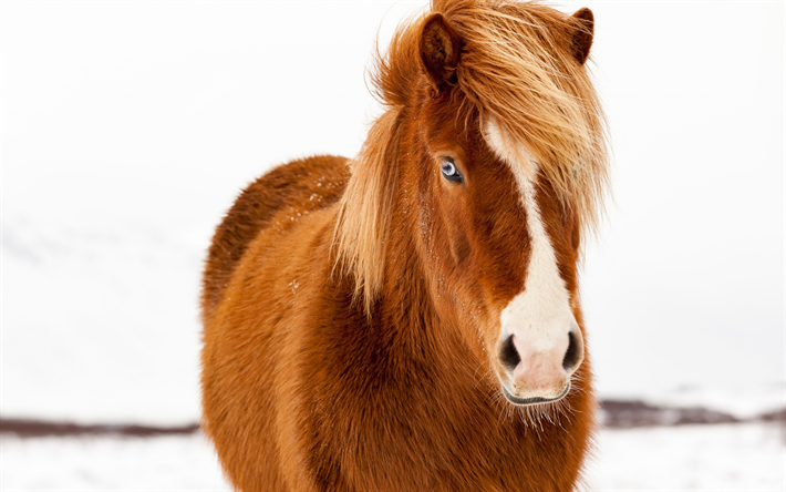 Icelandic Horse, 4k, winter, brown horse, horses, wildlife, Iceland