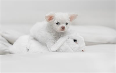 white chihuahua, white rabbit, white puppy, small white animals, friendship concepts