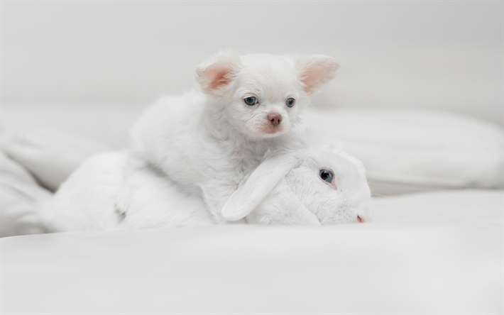 blanco chihuahua, conejo blanco, blanco, cachorro, blanco peque&#241;o de animales, la amistad, los conceptos