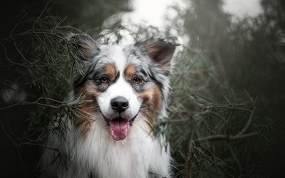 Australian Shepherd Dog, Aussie, portrait, furry black and white dog, pets