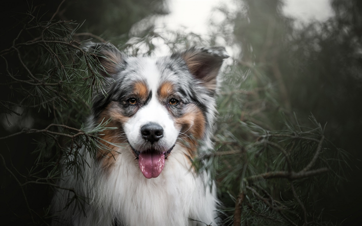Pastor australiano Perro, Aussie, retrato, peludo blanco y negro y de perros, mascotas