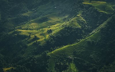 Vietnam, 4k, las colinas, las plantaciones de t&#233;, Asia