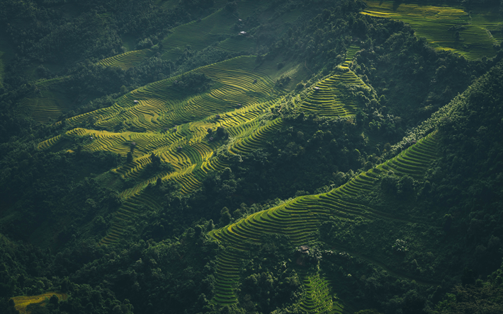 Vietnam, 4k, las colinas, las plantaciones de t&#233;, Asia
