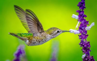 Hummingbird, 4k, vilda djur, blommor, close-up, lilla f&#229;gel, Trochilidae