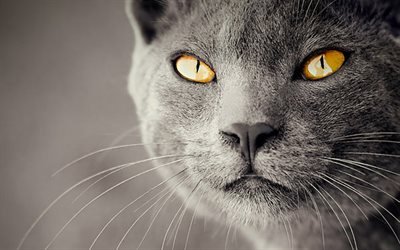 Gato brit&#225;nico de Pelo corto, hocico, close-up, gato dom&#233;stico, los gatos, el gato gris, ojos amarillos, animales lindos, British Shorthair