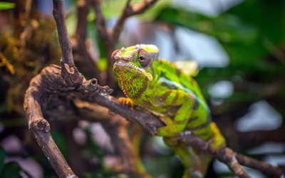 chameleon, 4k, lizards, close-up, wildlife, Chamaeleonidae