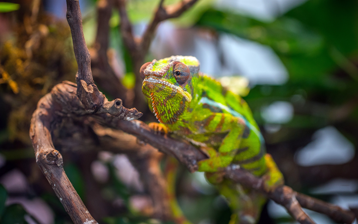 camaleonte, 4k, lucertole, close-up, fauna selvatica, Chamaeleonidae