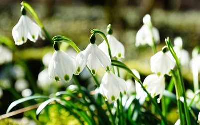 primavera, 4k, campanillas de invierno, pr&#237;mulas, close-up, flores blancas