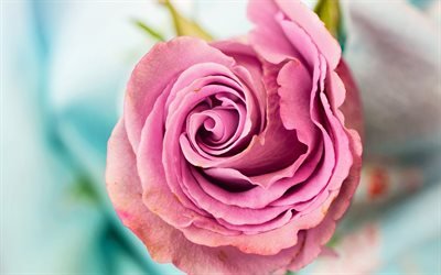ピンクrosebud, 美しい花, 4k, ピンク色のバラ, ブラー, ボケ
