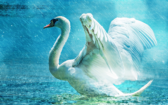 White swan, 4k, rain, lake, swans, Cygnini