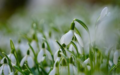 snowdrops, 春の花, 緑の芝生, 春, 白い花